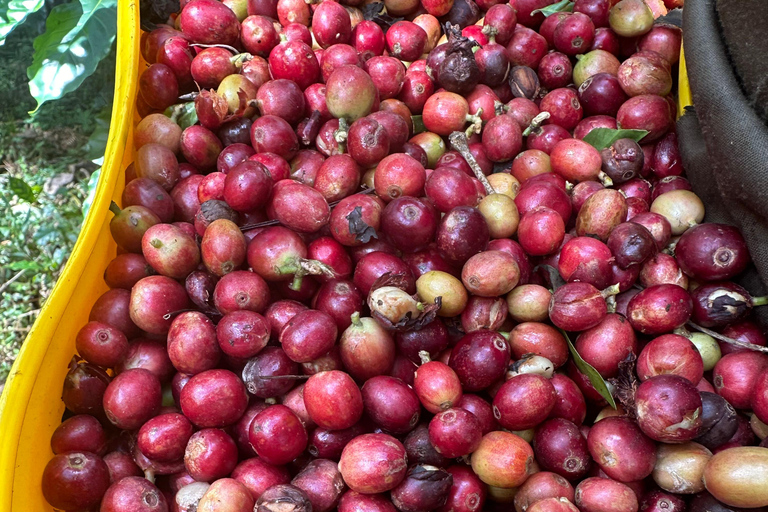 Minca: Varietals Coffee Taste & Marinka Waterfall