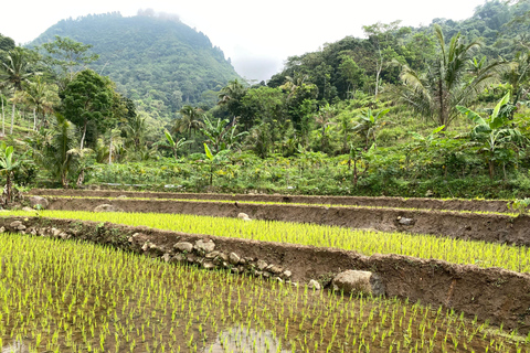 Tour particular aos terraços de arroz do Templo Selogriyo com almoço localDe Borobudur: Terraços de arroz Selogriyo e colheita de café
