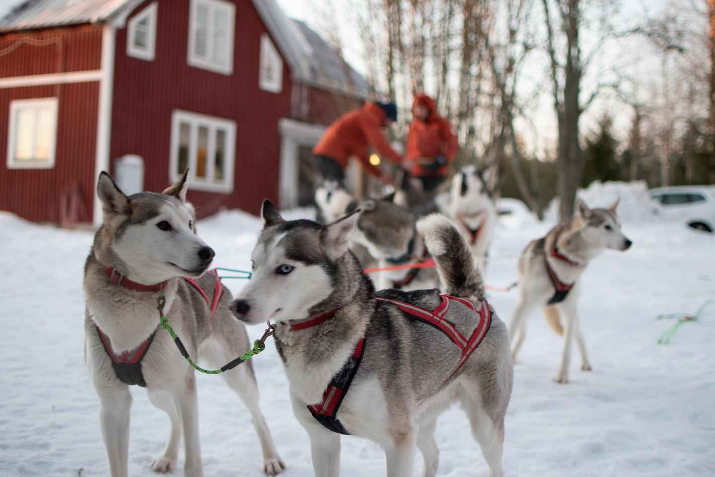 Luleå: Conduce tu propio equipo de Huskies, 10km