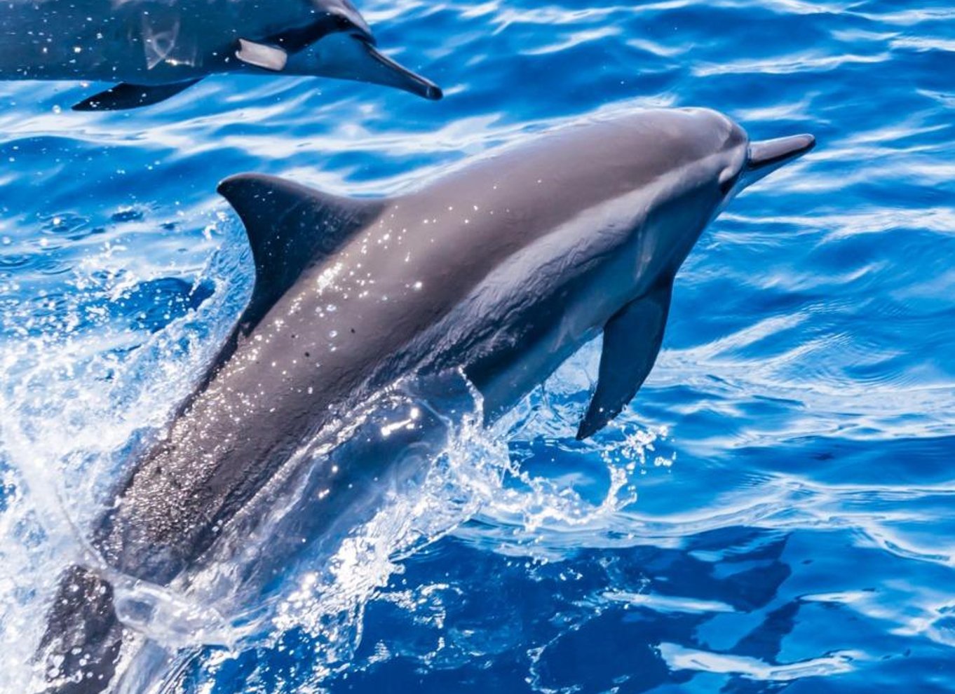 Puerto Colon: Speedbådscruise med delfin- og hvalsafari