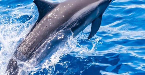 Puerto Colon: Dolphin and Whale Watching Speedboat Cruise