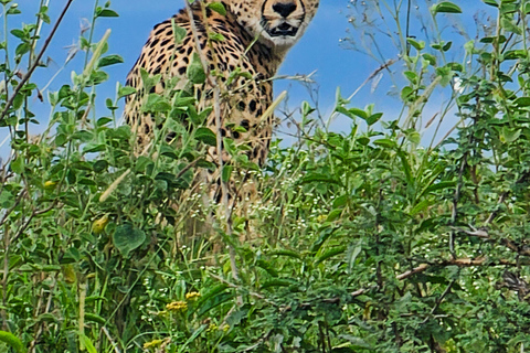 Nairobi National Park: Photography-Focused Safari