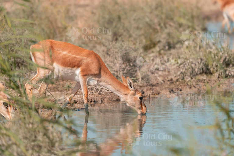Shirvan Eco-Tour: Gazelles, Birdwatching & Village Lunch Private tour