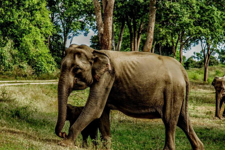 Wilpattu National Park Private Safari Jeep Tour Tour Starting Colombo/Negombo/Kandy Area