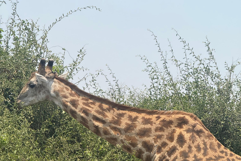 From Livingstone: Luxury Full‑Day Chobe Safari
