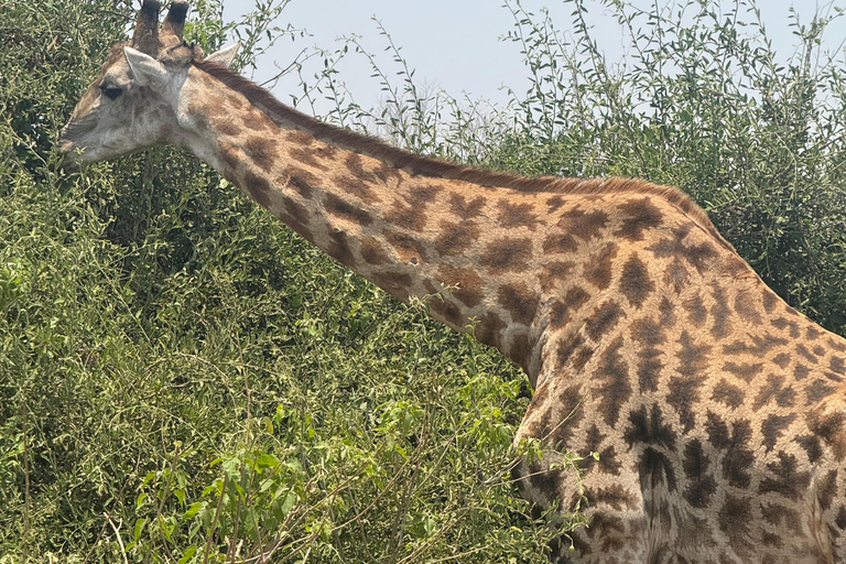 From Livingstone: Luxury Full‑Day Chobe Safari