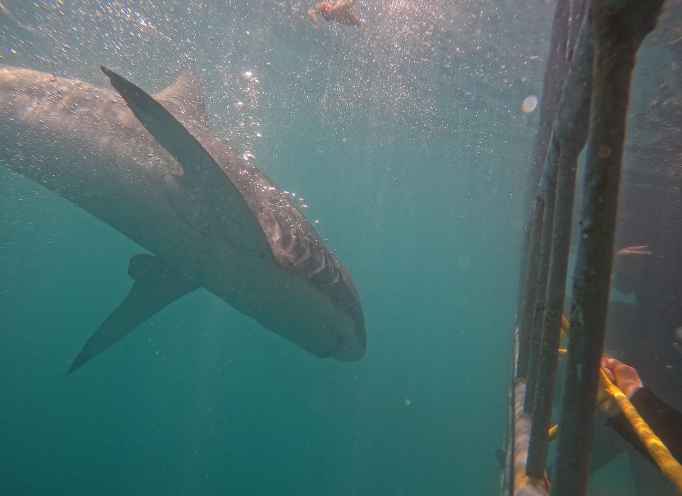 Fra Hermanus eller Cape Town: Oplevelse med hajbur-dykning