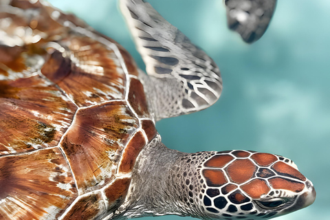 Zanzibar: Simma med sköldpaddor i Salaam-grottan och en bevarande-turKizimkazi: Salaam-grottan, simma med sköldpaddor och bevarande