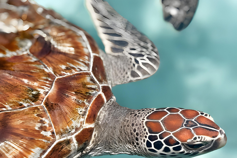 Zanzibar: Simma med sköldpaddor i Salaam-grottan och en bevarande-turKizimkazi: Salaam-grottan, simma med sköldpaddor och bevarande