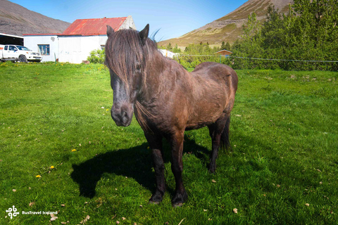 Isafjordur: Dynjandi Waterfall & Horse-Farm Tour in German Isafjordur: Dynjandi Waterfall Tour & Farm Visit in German