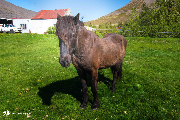 Isafjordur: Dynjandi Waterfall & Horse-Farm Tour in German Isafjordur: Dynjandi Waterfall Tour & Farm Visit in German