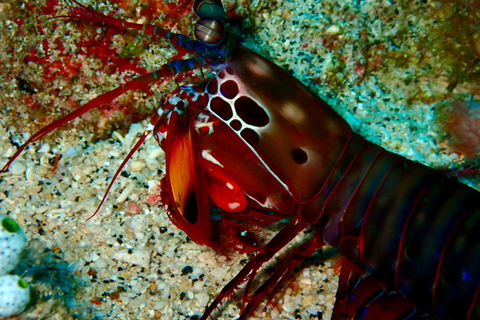 Meno Dive Club: Discover Scuba Diving Experience - Gili Meno