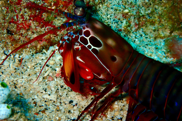 Meno Dive Club: Discover Scuba Diving Experience - Gili Meno