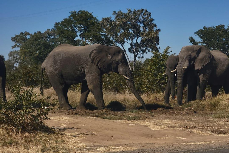 Livingstone: Mosi-oa-Tunya National Park Safari & Rhino Walk