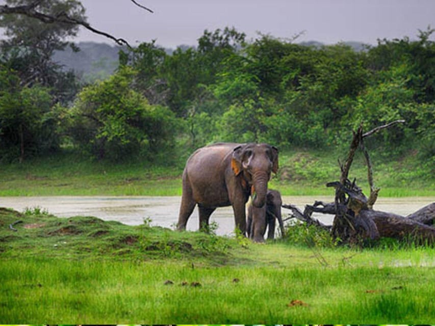 Hambantota Harbor: Safari At Lunugamvehera National Park | GetYourGuide