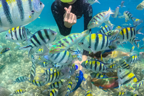Lombok: Private Snorkeling Trip Gili Nanggu,Kedis,Tangkong Lombok: Private Gili Islands Snorkeling Trip For Big Group