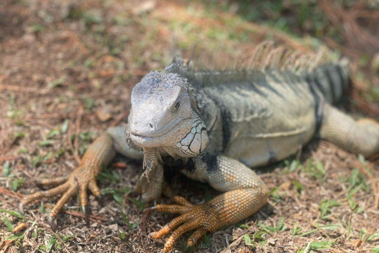 Medellín natural: jardim botânico, parque Arví, monte El volador e almoço.