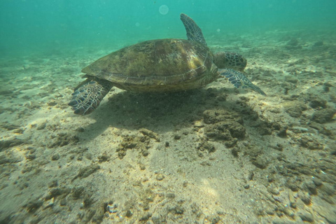 Mirissa Turtle Snorkeling Free Underwater Photos & pickup