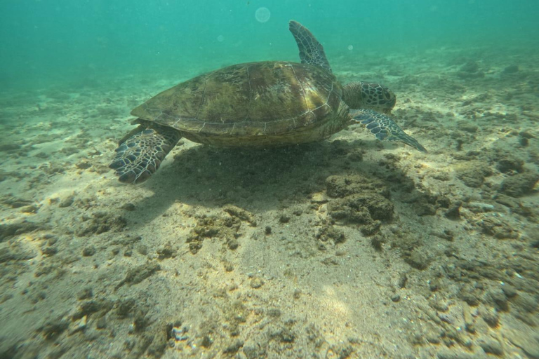 Mirissa Turtle Snorkeling Free Underwater Photos & pickup