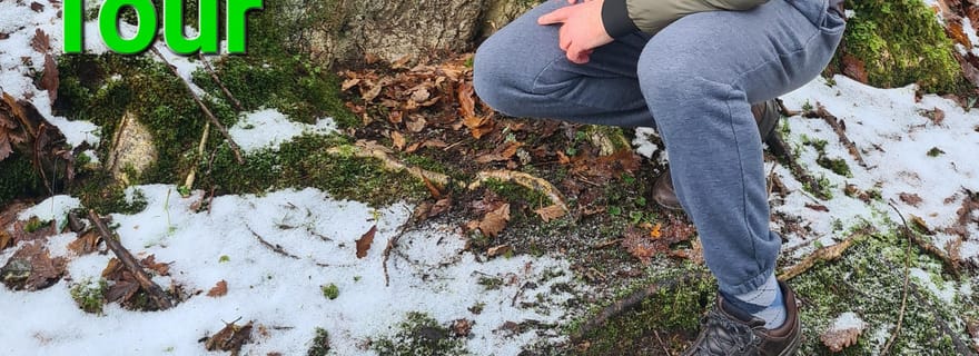 Visite à pied des forêts primaires du Donegal