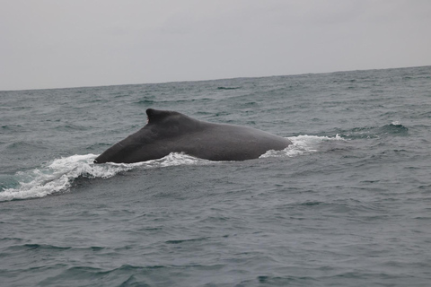 Whale Watching Maputo