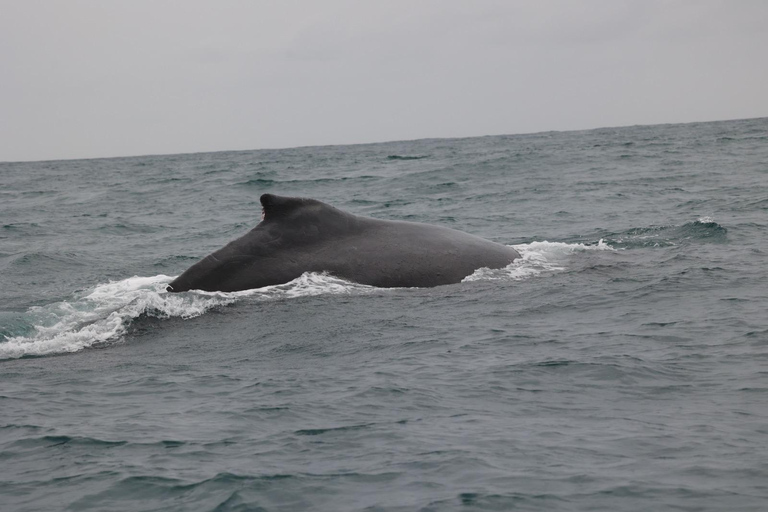 Whale Watching Maputo