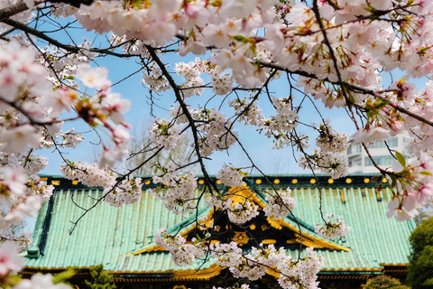 Tokyo: Sky Lunch, Ueno Cherry Blossom & Meguro Night Trip