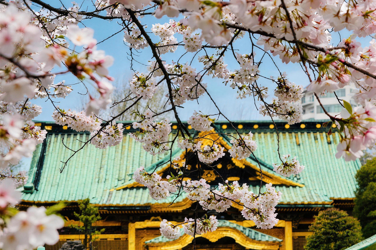 Tokyo: Sky Lunch, Ueno Cherry Blossom & Meguro Night Trip