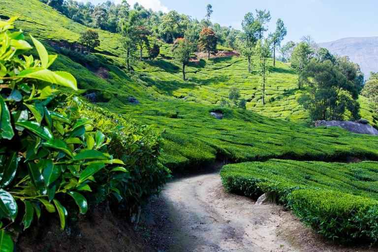 From Mumbai: Alappuzha Backwater Houseboat Cruise with Meals