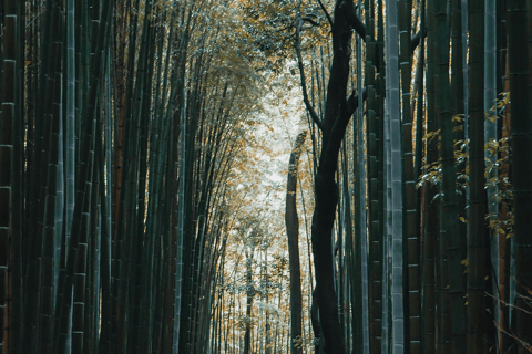 1 giorno Osaka-Kyoto-Nara: esplora la splendida cultura giapponese