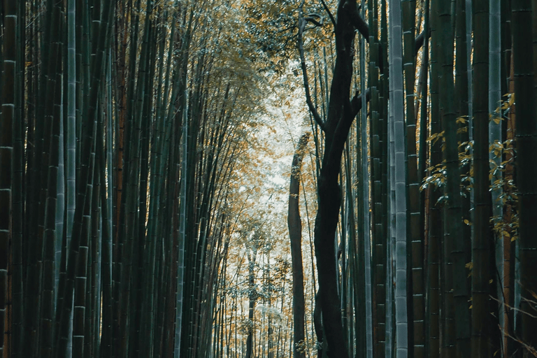 1 Día Osaka-Kyoto-Nara: Explora la Resplandeciente Cultura Japonesa