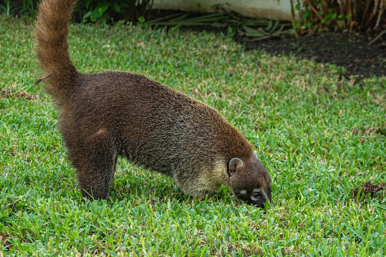 Costa Rica: Guided Hike in Cahuita National Park