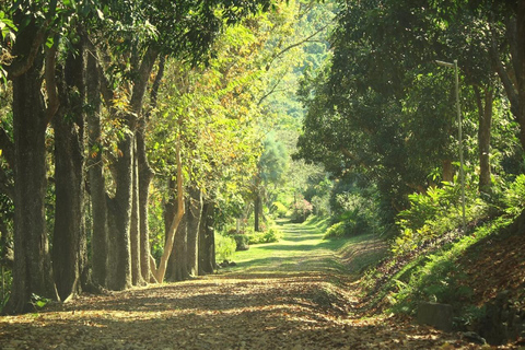 NADI: wycieczka po wykwintnym ogrodzie storczyków z gorącym źródłem i basenem błotnymOdbiór z InterContinental Fiji/Yatule Resort