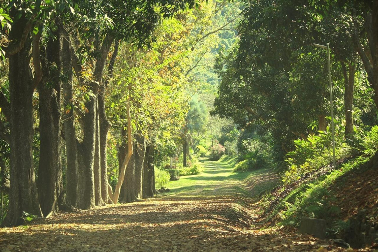 NADI: wycieczka po wykwintnym ogrodzie storczyków z gorącym źródłem i basenem błotnymOdbiór z InterContinental Fiji/Yatule Resort