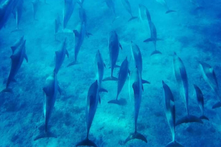 Amanecer con delfines, observación y nado, snorkel y Crystal Rock.Amanecer con delfines, observación y nado, snorkel y roca cristalina.