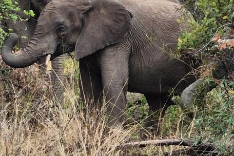 Johannesburg: Pilanesberg Nature Reserve Overnight Safari