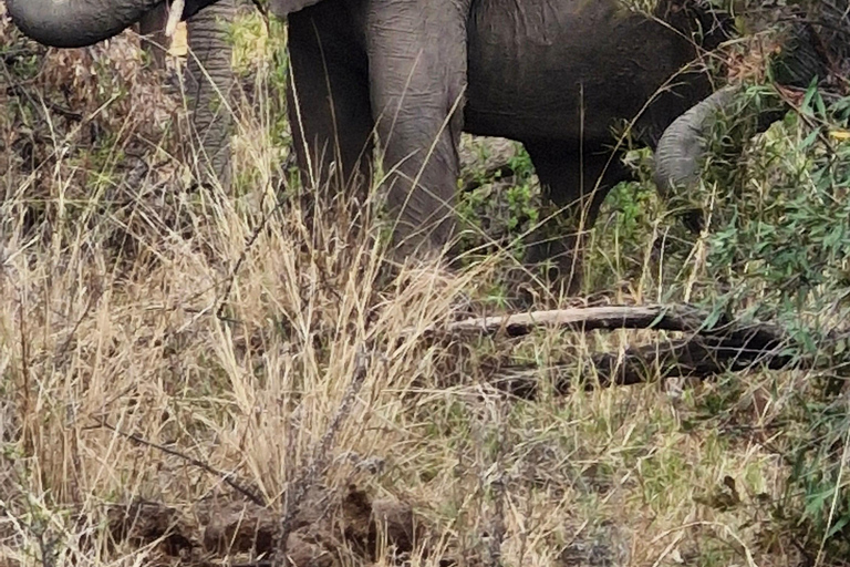 Johannesburg: Pilanesberg Nature Reserve Overnight Safari