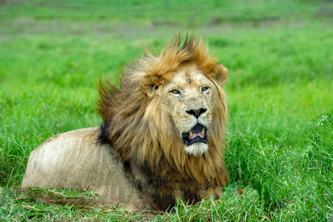 Arusha : Safari de luxe de 4 jours dans le Tarangire, le Serengeti et le Cratère