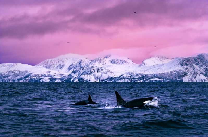 From Alta: Whale and Seabird Cruise