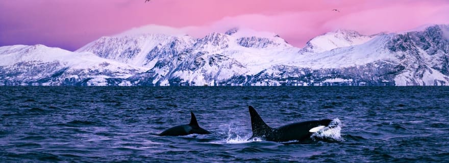Depuis Alta : Croisière pour les baleines et les oiseaux de mer