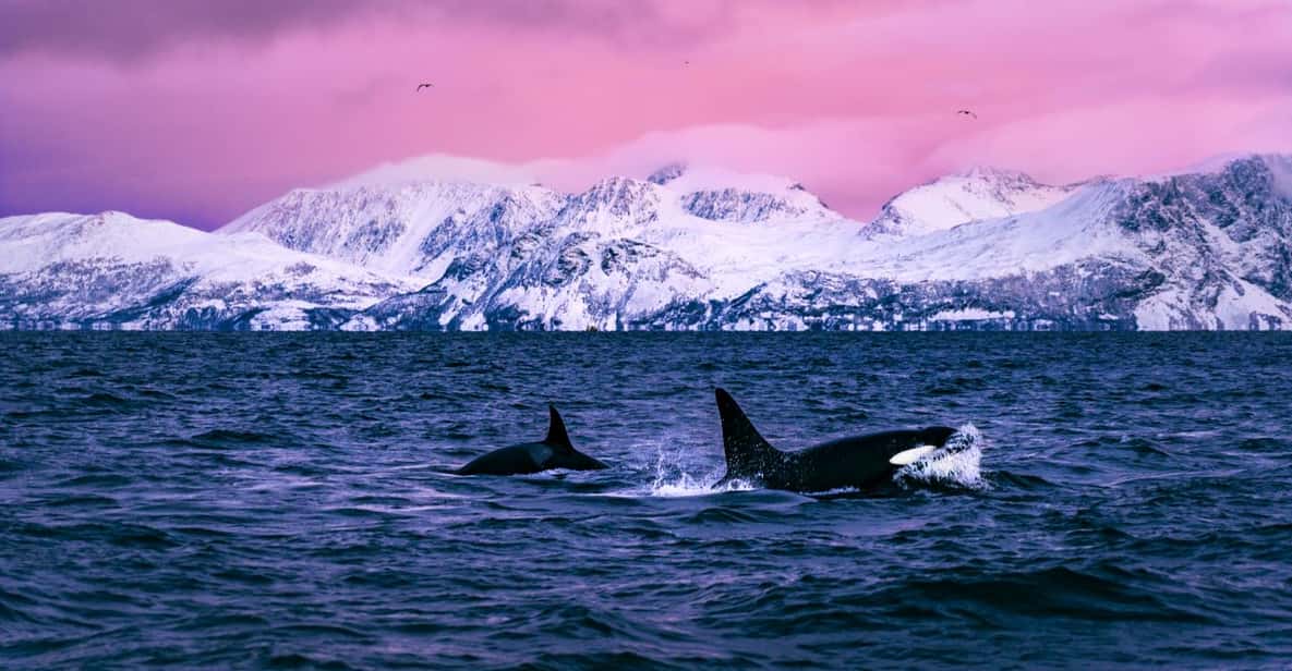 Alta: Wal- und Seevogel-Kreuzfahrt im Altafjord
