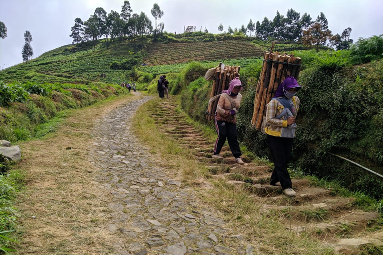 Yogyakarta :selogriyo temple, rice field trek& nepalvan java Yogyakarta :selogriyo temple rice field trek & nepalvan java