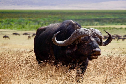 6 days Tanzania Safari tour