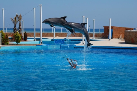 Alanya Dolphin and Seal Show (spectacle de dauphins et de phoques) : Aventure magique