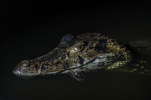 Puerto Maldonado: 4-Day Amazon Rainforest Adventure