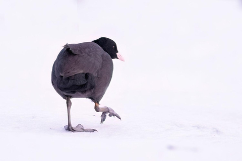 Glasgow: Beginners Wildlife Photography WorkshopGlasgow: Wildlife Photography Workshop