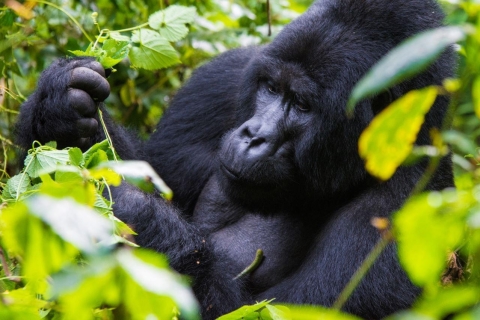 6-daagse chimpansee-gorilla-goudaap& gamedrive-safariMiddenklasse