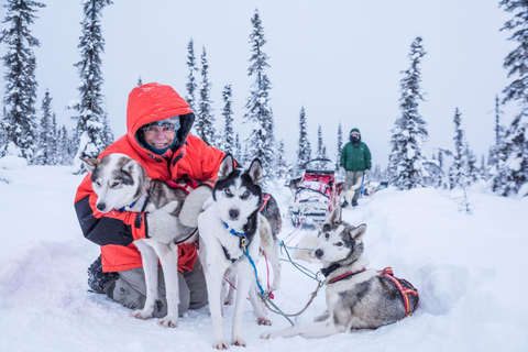 Fairbanks, AK: Half Day &quot;Drive your Own Dog Team&quot; Tour