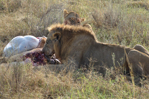 Nairobi-Nationalpark Ganz- oder Halbtagestour mit GuideNairobi National Park Halbtagestour mit Guide