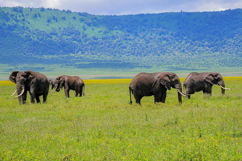 7-tägige Tansania-Safari-Tour7-tägige Safari-Tour durch Tansania